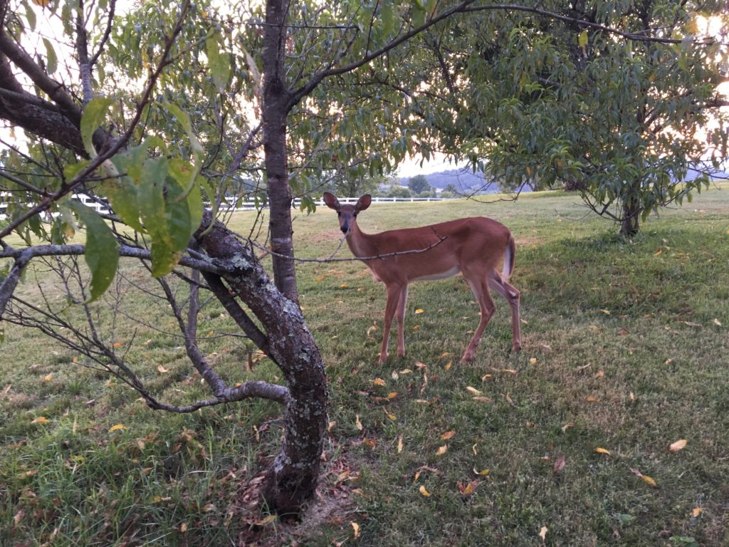 My sister photographed Angel first seen in July after my father arrived home from the hospital.  She sent this picture to me then so I could see Daddy’s “Angel Deer” Stanardsville, Virginia