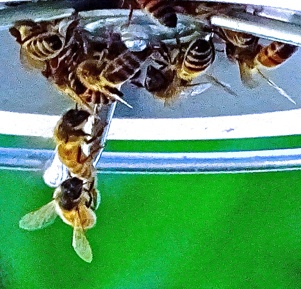 Bees conquering the hummingbird's feeder in my backyard.